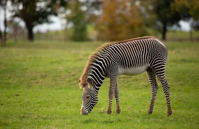 Check out our Zebra at the Australia Zoo African Savannah