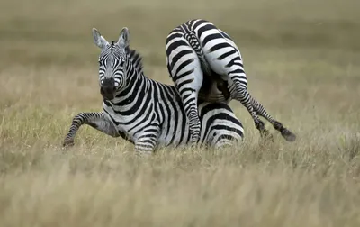 Zebra Attacks Midwest Man Before Deputy Puts Animal Down [WATCH]