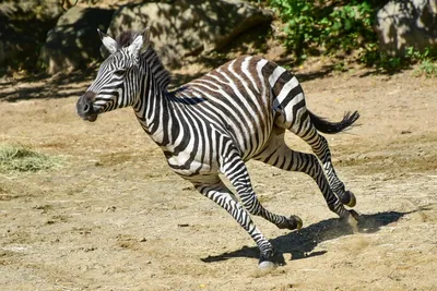 Zebra in Africa, wildlife print by wiw | Posterlounge