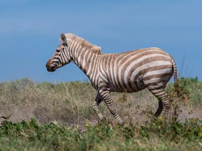Zebra Stripes, Caro