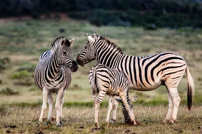 Our Top Ten Interesting Zebra Facts by Sophie Allport