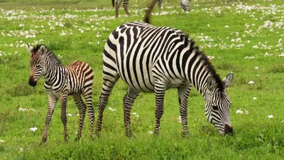 The riddle behind zebra stripes