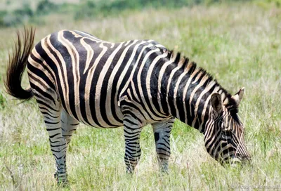 Extremely rare 'blonde' zebra photographed