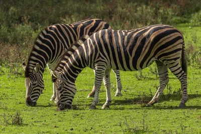 Interesting Facts about Plains Zebra in the Eastern Cape