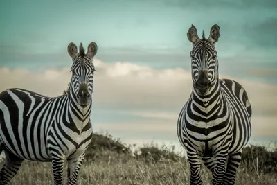 How a Zebra Got its Stripes According to the World's Oldest People |  WorkingAbroad