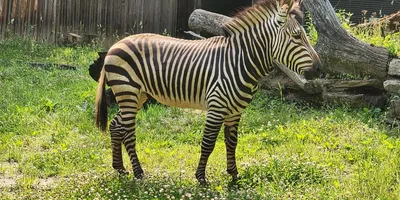 Chapman's zebra - Newquay Zoo