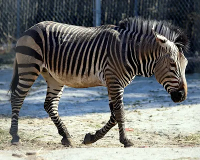 Hartmann's mountain zebra | Smithsonian's National Zoo and Conservation  Biology Institute