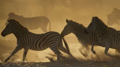 Does This Photo Show a Real Zebra with Menorah Stripes? | Snopes.com