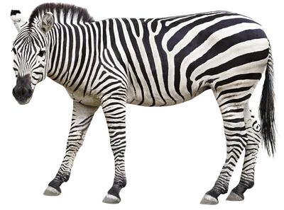 Zebras - Born Free