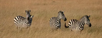 Nature | Great Zebra Exodus | Season 31 | Episode 13 | PBS