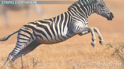 Download Zebra, Animal, Mane. Royalty-Free Stock Illustration Image -  Pixabay