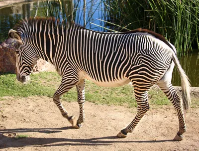 International Zebra Day 2022: What Is It and How You Can Celebrate