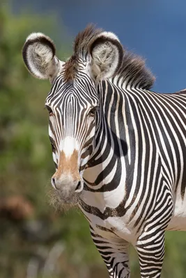 International Zebra Day | Kapama Blog
