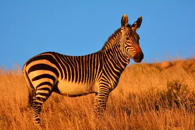 The Zebra | Wildlife Guide