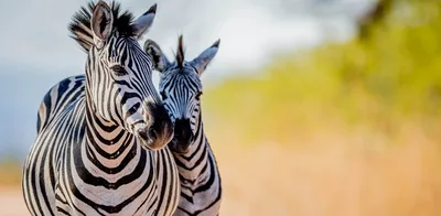 It's Black and White: The Grevy's Zebra Needs Our Help • The Revelator