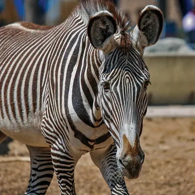 Mountain Zebra (Equus zebra) · iNaturalist