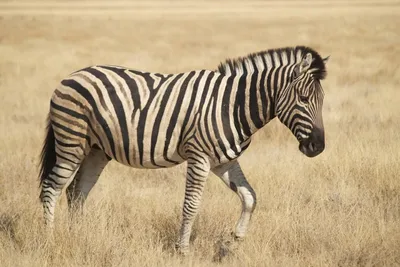 TRUTH OR TAIL: No two zebra have the same stripe pattern| Cleveland  Zoological Society | March 16, 2021