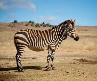 5 Fascinating Facts About Zebras