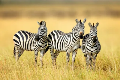 File:Common zebra 1.jpg - Wikipedia