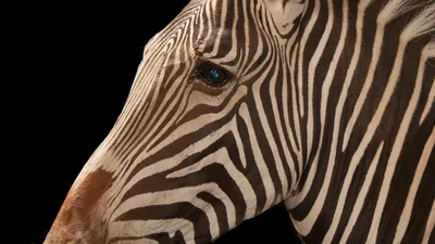 10 things you didn't know about zebras | London Zoo