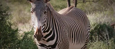 Oakland Zoo | Grant's Zebra