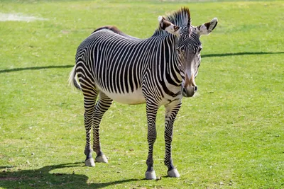 Zebra stripes may help control body temperature • Earth.com