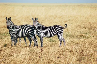 Grevy's zebra, facts and photos