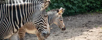 Grevy's Zebra | African Wildlife Foundation
