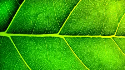 Green leaf PNG transparent image download, size: 2800x2099px