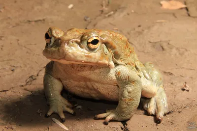 Жаба-ага (Rhinella marina) — Зоопарк «Лимпопо» г. Нижний Новгород –  Нижегородский зоопарк