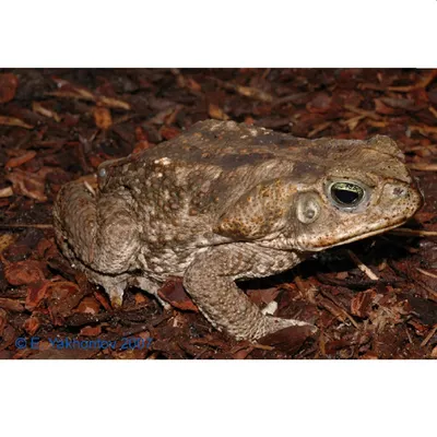 Кавказская жаба (Bufo verrucosissimus)