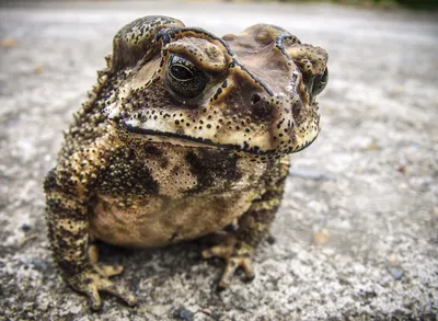 Жаба вида спереди жабы общая или Bufo Bufo изолированное на белизне  Стоковое Фото - изображение насчитывающей медленно, женщина: 149629498