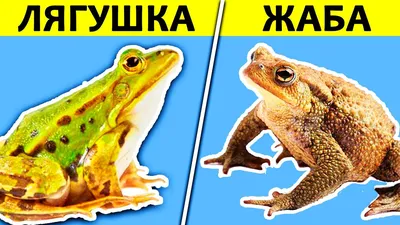 Земноводные Крыма: Зелёная жаба (Bufotes viridis, или Bufo viridis  Laurenti, 1768.) | Чердак А.Б. Репетитор по биологии и химии. | Дзен