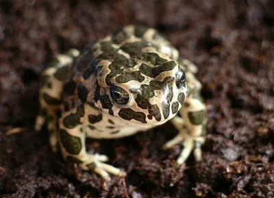 Земноводные Крыма: Зелёная жаба (Bufotes viridis, или Bufo viridis  Laurenti, 1768.) | Чердак А.Б. Репетитор по биологии и химии. | Дзен