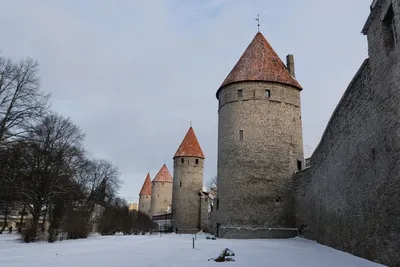 Фотообои Деревья в снегу купить на стену • Эко Обои