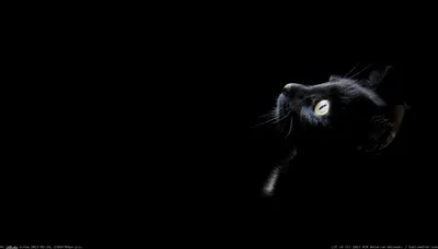 Pic. #Wallpaper #Black #1366x768 #Cat, 28840B – Cats and Kitten Wallpapers  1366x768