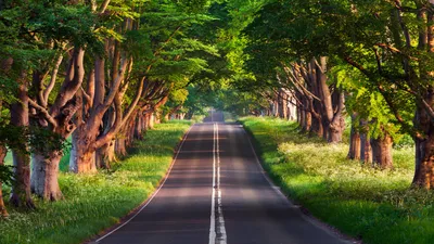 Обои дорога, деревья, road, trees, summer, 4k, Природа #17125