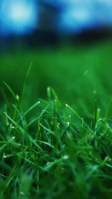 Free Download iPhone 5 HD Wallpapers 640x1136 | Grass wallpaper, Iphone 5s  wallpaper, Iphone 5 wallpaper