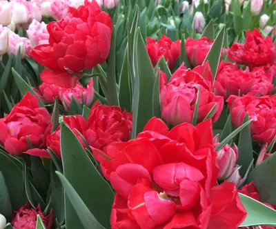 Какие цветы лучше и выгоднее купить на 8 марта: отвечает флорист