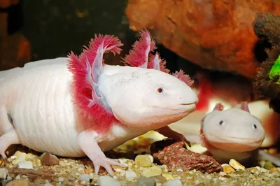 Аксолотль 🦎 (Axolotl, Ambystoma mexicanum): содержание, виды ,  совместимость, размножение, фото-видео обзор - AQA.wiki