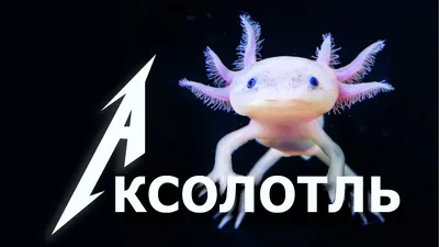 Значок пин Аксолотль