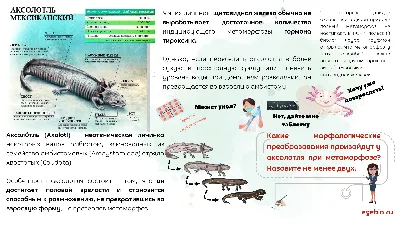 Аксолотль: условия содержания и ухода, фото-видео обзор