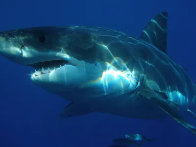 Мы исследуем пять самых дружелюбных акул океана🦈