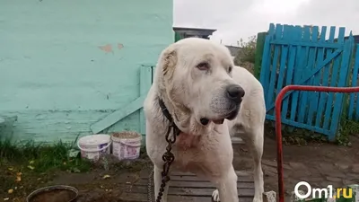 Алабай загрыз собаку в одном из районов Киева - жители в панике | Новости  РБК Украина