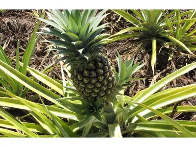 Фигурка ананаса Pineapple, золотой, керамика, 8х19 см