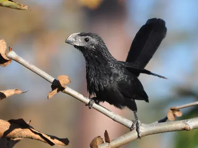 Groove-billed Ani - eBird