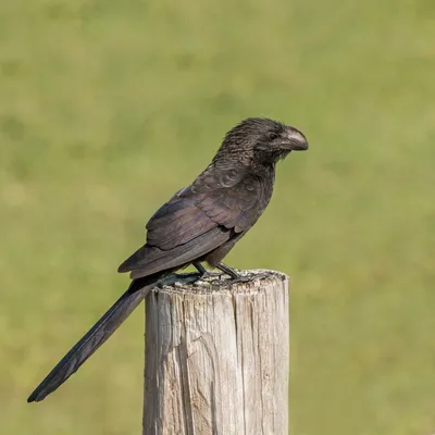 Smooth-billed ani - Wikipedia