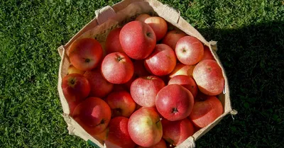 A Guide to Apples and How to Enjoy Them | Whole Foods Market