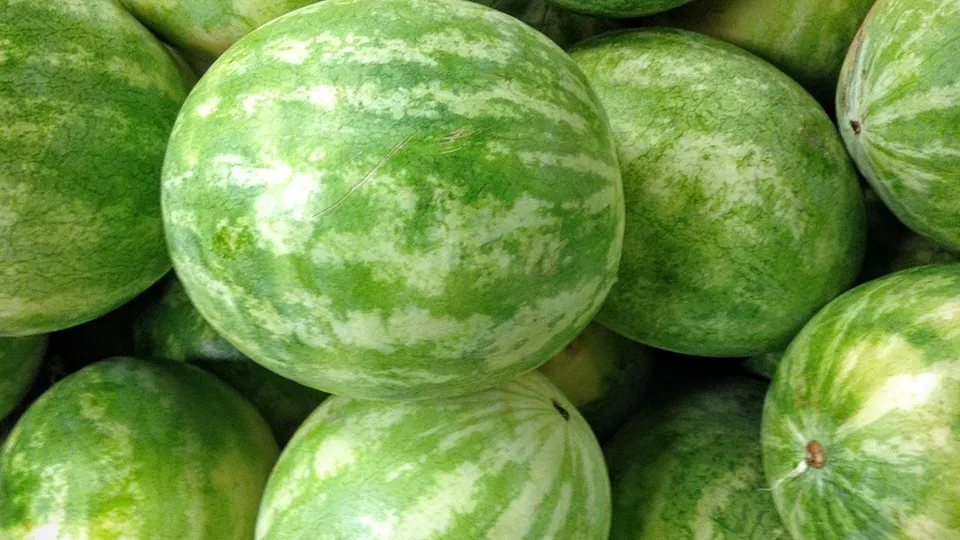 Как выбрать самый спелый и вкусный арбуз: 3 простых правила Как выбрать самый спелый и вкусный арбуз: 3 простых правила