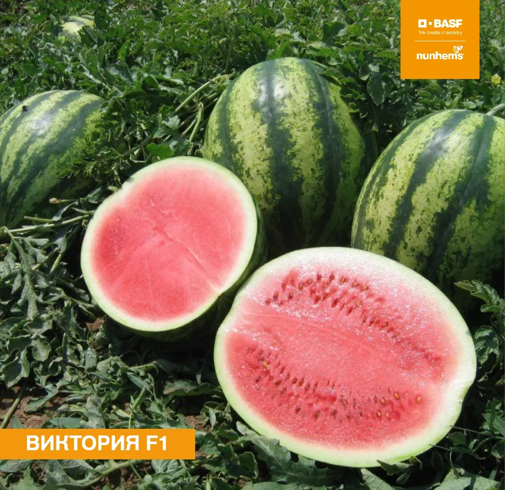 Назван самый сладкий и вкусный сорт арбуза: как правильно выбрать и сколько можно съесть — читать на Gastronom.ru Назван самый сладкий и вкусный сорт арбуза: как правильно выбрать и сколько можно съесть — читать на Gastronom.ru